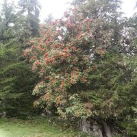 die Vogelbeeren sind reif