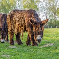Piotou Esel an der Stever