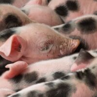 Naturschutzstation Haus Wildenrath - tierische Bewohner