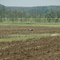 Storch bei Brohna auf Nahrungssuche