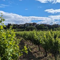 Weinberge und Vulkane von Fontès0012 ©Gilles Delerue - ADT34