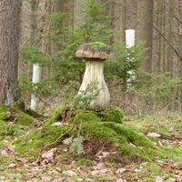 "Baum-Pilz"
