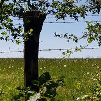 15_pusteblumenbosseborn_hx3_stephanberg