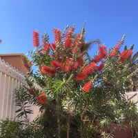 Blumen auf Gran Canaria