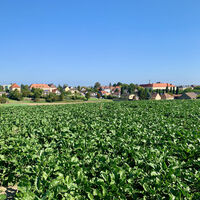 Blick auf Zistersdorf und das Schloss, Kaiserbründlweg, Zistersdorf