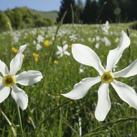 Narzissen erfüllten die Wiesen in Dromaé