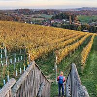 Aussichtsplattform - über die Reben