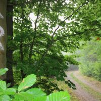 Blick entlang des Rennsteiges