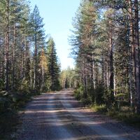 Waldweg