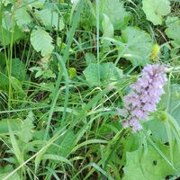 Fuchs`Flecken Knabenkraut