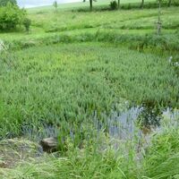 21-Naturerlebnisstätte Wasserhaus Bambergerhof - Biotop