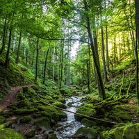 Ein schmaler Wanderpfad führt direkt am Monbach entlang