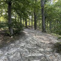 Hier wurzelig wieder rauf zum Hauptwanderweg