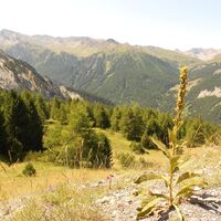 Weg Ring Cima Bosco - Enzian