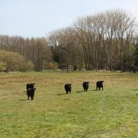 Wieren - Gallowayherde