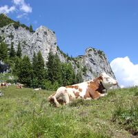 Almsommer unter der Tegernseer Hütte