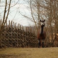 Alpakas im Keltendorf