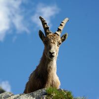 Steinbock Greina