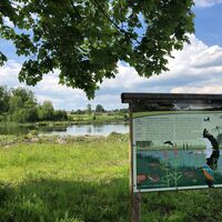 Heinz-Sielmann-Weiher im Sommer