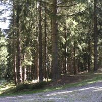 Waldwege