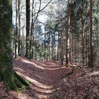 Buchenwald bei Wörschach