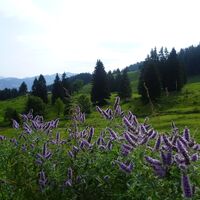 Schetteregg