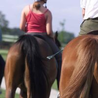 Am Rücken der Pferde