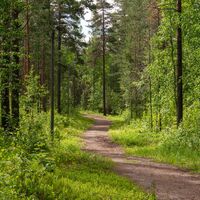Waldweg