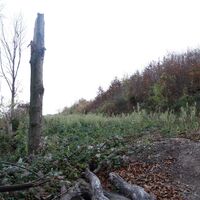 Abstieg am unmarkierten Steig