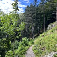 .. und weiter auf schönem Waldweg