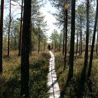 Wald und Bohlenweg auf dem Kirveslampi-Rundweg
