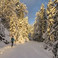Winter Wonderland