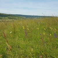 Die typischen Kalkmagerrasen des südlichen Bliesgaus