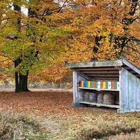 Buchen auf dem Wietzer Berg - Herbststimmung