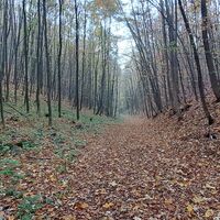 Abstieg am unmarkierten Steig im "Langen Tal"