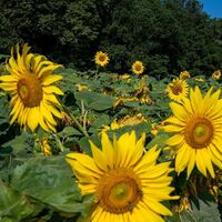 Sonnenblumenfeld Bad Blumau