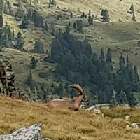 Einer von vielen Steinböcken
