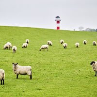 Deich, Schafe und Leuchtturm an der Elbe