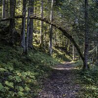 Wörschachklamm_1773 © Gerhard Pilz (2024-08).jpg