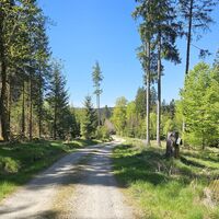 Auch die Waldstraßen haben ihre Reize