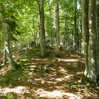 im Wald gehts bergan zum Gameringstein