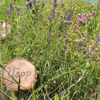 "WÜDE" WIES´N (Copyright: Karl Gradwohl)