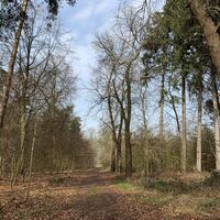 Waldstückchen in Nordrheda