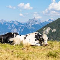 Kühe auf der Hochalpe am Breitenberg