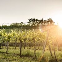 Weinrieden im Kremstal