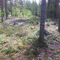 Naturpfad Vilkaharju, jungsteinzeitliche Siedlung