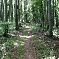 Am Weg zum Wittenbachberg