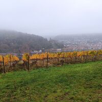 Blick auf die Burg-W5
