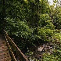 Abstieg im Wald nach Walenstadt