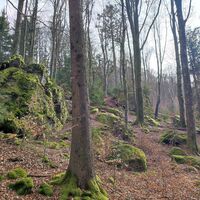 schöner Mischwald mit Felsengruppen